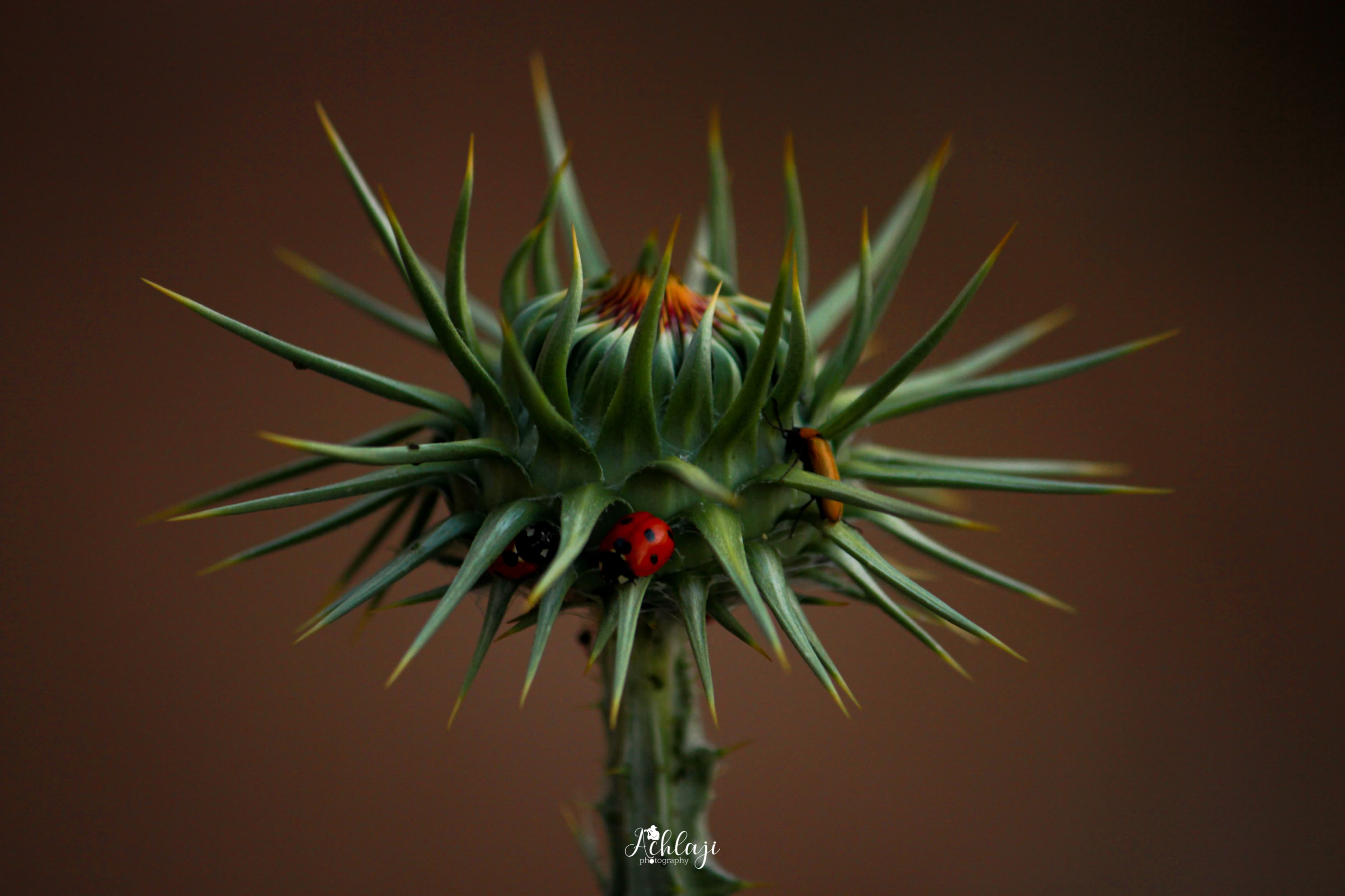 Photo de galerie